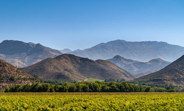 Landscape with vineyard in front of mountains, Vicuna, Chile. stock photo