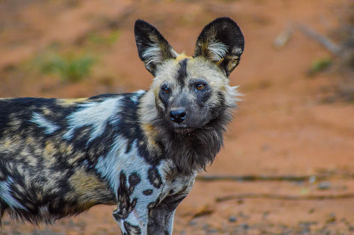 Portrait of African wild painted dog or Lycaon Pictus taken during a safari in a nature reserve in South Africa