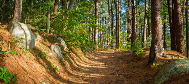istock Panoramic walking trail in the pine tree forest with rocks and pine needles on the dirt road 1280642883