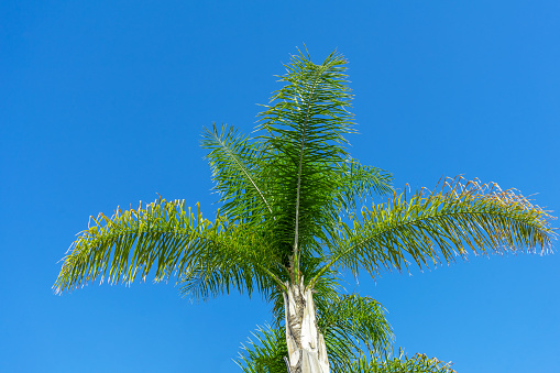 Low angel view of a palm tree with clear blue sky