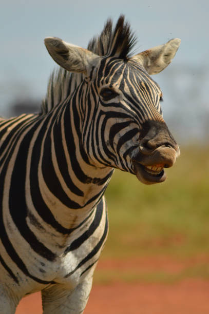 istock Cape Burchell's zebra in game reserve in South Africa 1280643798