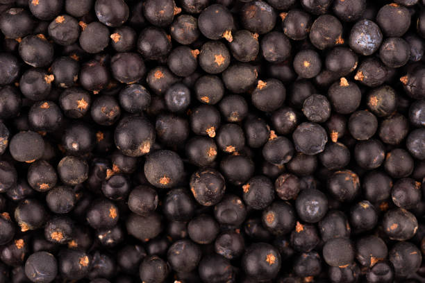 Dry juniper berries background. Common Juniper fruits
