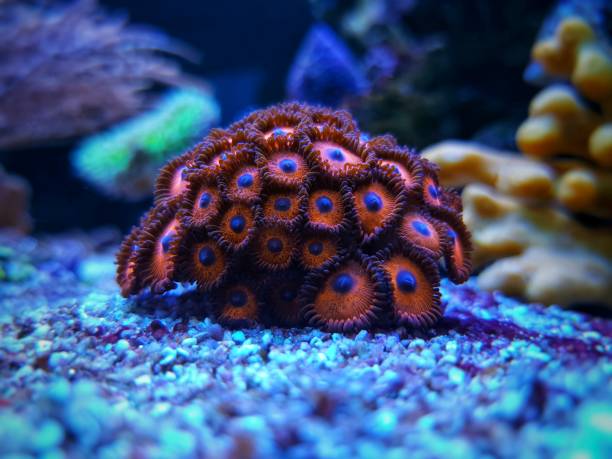 istock Zoanthus polyps small colony in reef aquarium 1280650720