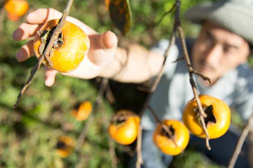 farmer picking persimmons from the tree