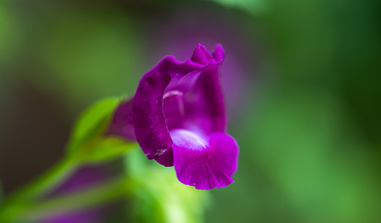 Close up of vibrant flower against a blurred green leafy background. in Kingston, ON, Canada