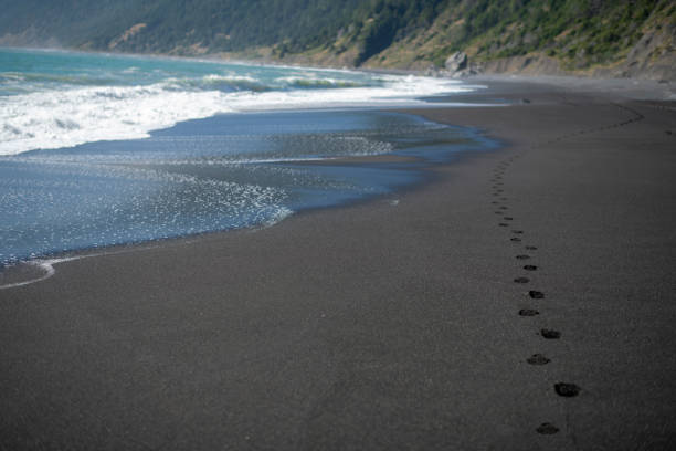 istock footprints on a black sand beach on The Lost Coast Trail, Northern CA 1280653302