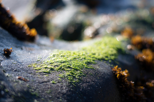 sea weed moss-like growth on a black rock on the beach