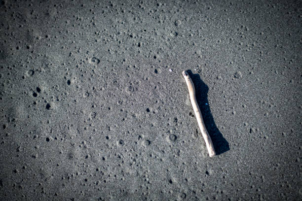 small finger looking driftwood on a black sand beach in Westport, CA, United States