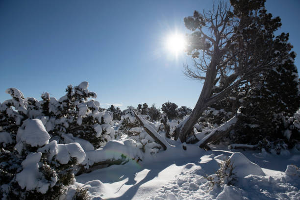 neve coberta de pinheiro bristlecone ao nascer do sol, sol brilhando através de galhos - nevada pine tree bristlecone pine snow - fotografias e filmes do acervo