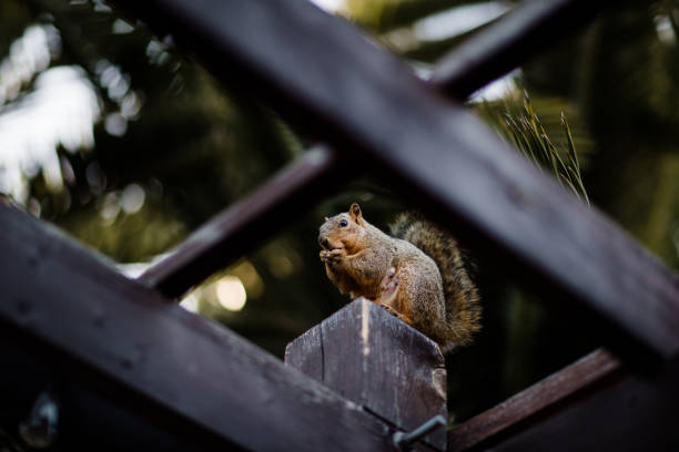 istock Squirrel Eating Nut Perched on Pergola in San Diego 1280654415