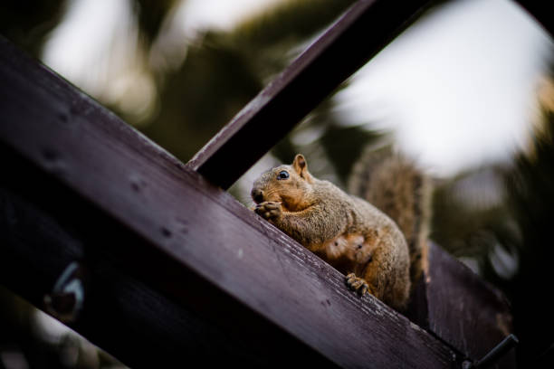 istock Squirrel Eating Nut Perched on Pergola in San Diego 1280654419