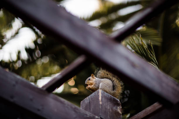 Squirrel Eating Nut Perched on Pergola in San Diego in San Diego, CA, United States