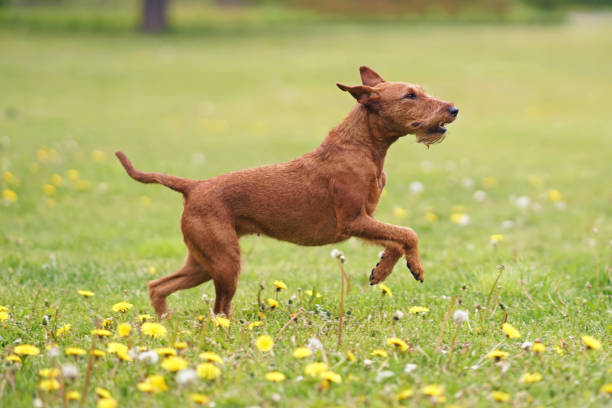 jeune chien irlandais actif de terrier exécutant sur une herbe verte avec des fleurs jaunes de pissenlit au printemps - irish terrier dog running terrier photos et images de collection