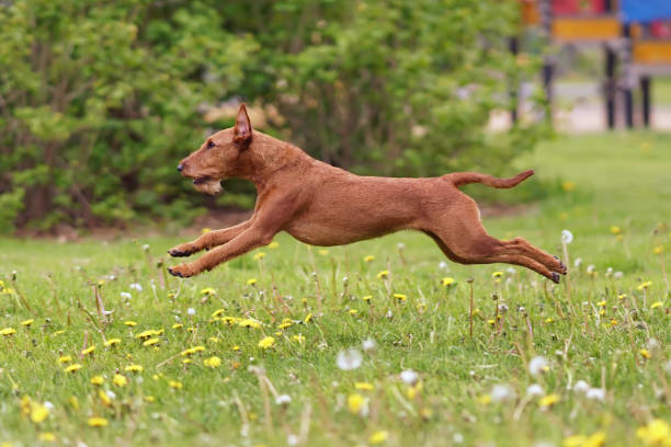 春に黄色のタンポポの花で緑の草にジャンプ若いアクティブなアイルランドテリア犬 - irish terrier dog running terrier ストックフォトと画像