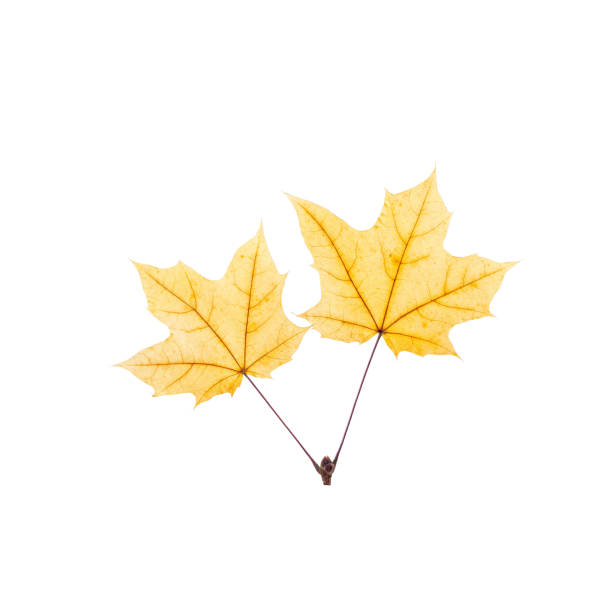 cut out fall leaf. yellow maple leaf isolated on a white background. fall minimal concept. autumn design element.
