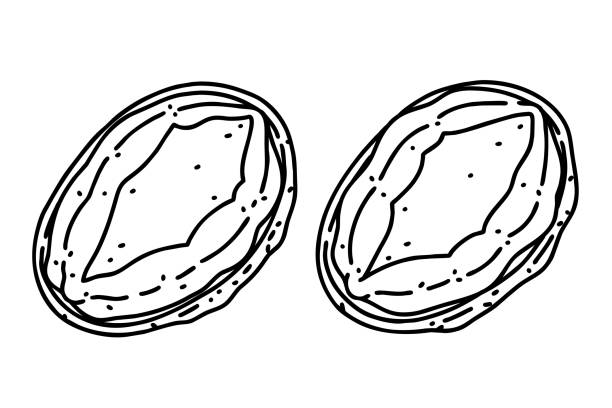 Abalone Shells Vector 310+ Abalone Shells Stock Illustrations, Royalty-Free Vector Graphics ...