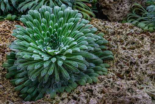 Pyrenees saxifrage - Saxifraga longifolia Alpine Plant - A Radial Plant with Glistening Tips growing in a botanic garden.