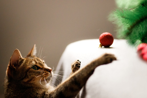 A tabby cat is playing with the Christmas tree.