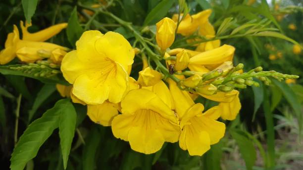 istock A buch of yellow flowers 1280665064