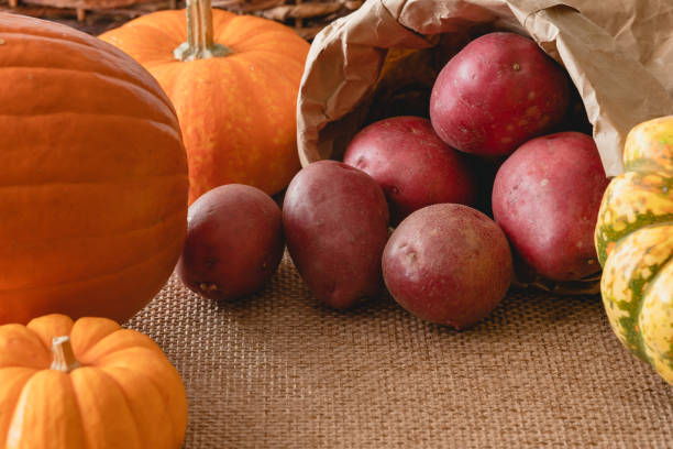 Pumpkins and red potatoes close up on rustic background