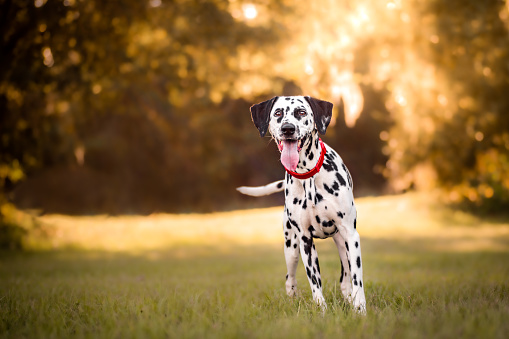 Dalmatian with red collar standing in a field with the sun setting behind it looking into camera with tongue out