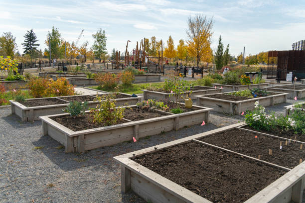 parcelas de hortas comunitárias no centro de calgary para cultivar plantas e alimentos - agricultural scene - fotografias e filmes do acervo