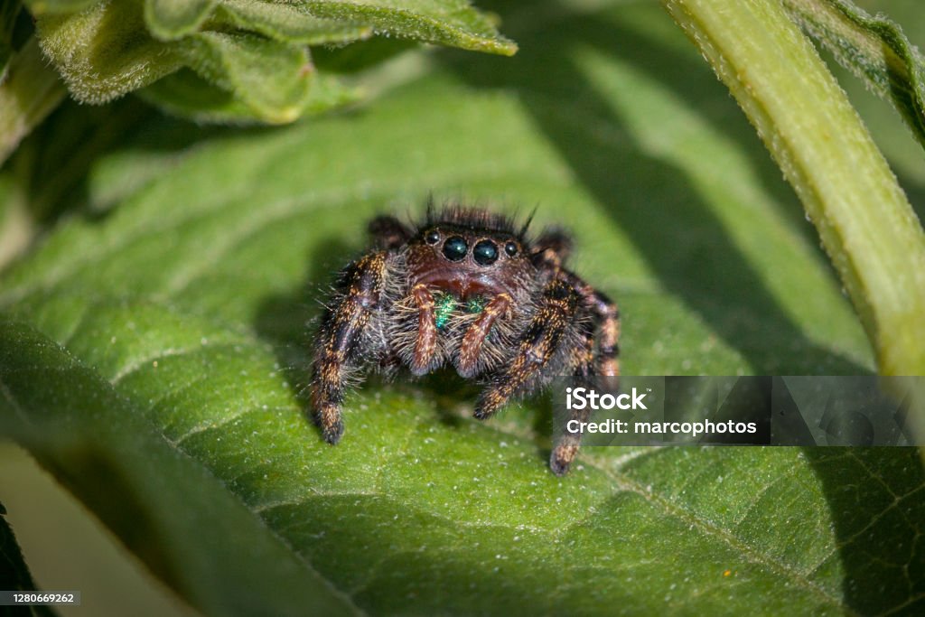 Slingy jumping spider, (Phidippus audax), Jumping Spider, araneomorphs. A jumping spider enjoys the last rays of the sun in autumn. Jumping Spider Stock Photo