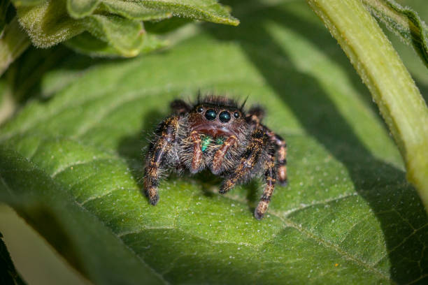 Slingy jumping spider, (Phidippus audax), Jumping Spider, araneomorphs. A jumping spider enjoys the last rays of the sun in autumn. jumping spider photos stock pictures, royalty-free photos & images