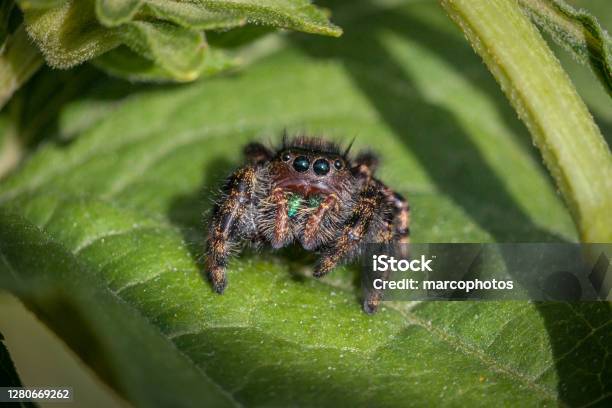 Slingy Jumping Spider Jumping Spider Araneomorphs Stock Photo - Download Image Now