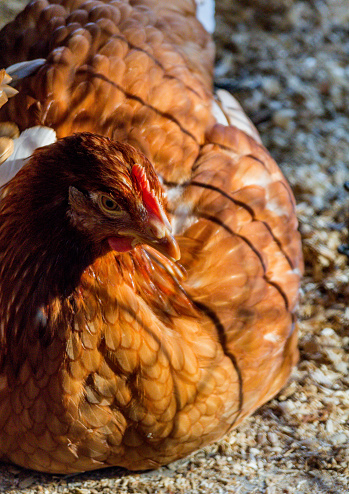 Sicilian Buttercup chicken portrait farm hen background