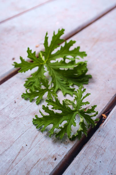 istock Citronella Plant Mosquito Repellant 1280671725