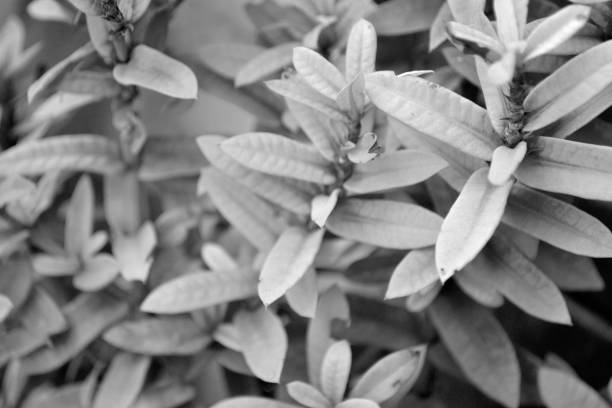 istock black and white leaves background 1280672451