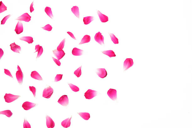 istock Petal of rose isolated on white background 1280673271
