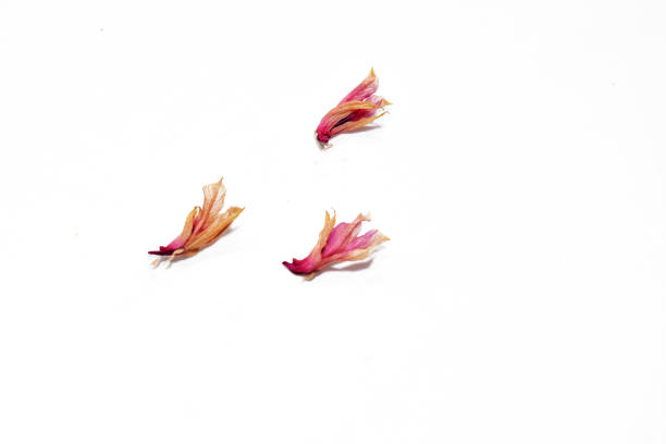 istock Dry flowers isolated on white background 1280673295