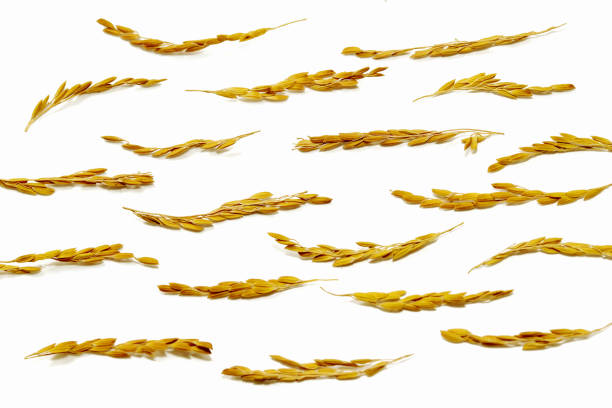 Dry seed of rice isolated on white background
