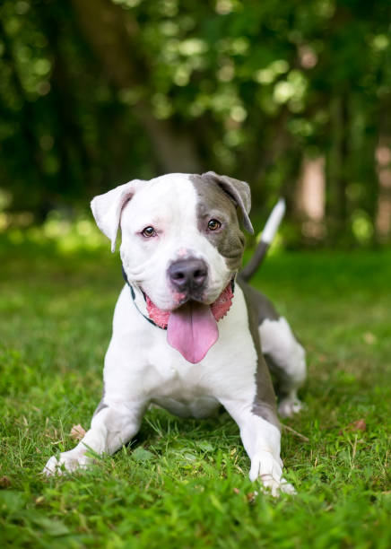 istock A happy Pit Bull Terrier mixed breed dog lying in the grass 1280676198