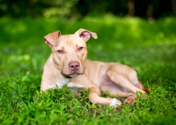 istock A young Pit Bull Terrier mixed breed dog lying in the grass 1280676208