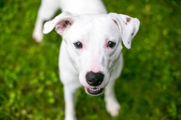 istock A white Terrier mixed breed dog looking up at the camera 1280676212