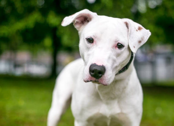 istock A white Terrier mixed breed dog with a head tilt 1280676290