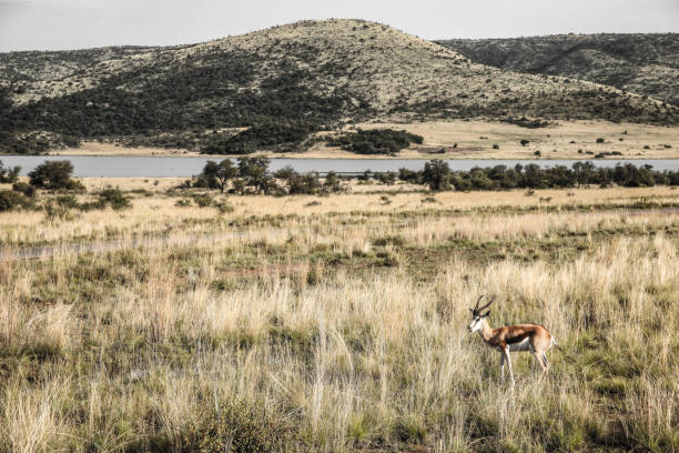 African Springbok Antelope in dry grass in a South African wildlife reserve