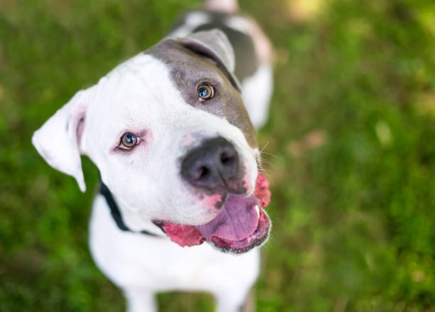 istock A happy Pit Bull Terrier mixed breed dog with a head tilt 1280676295