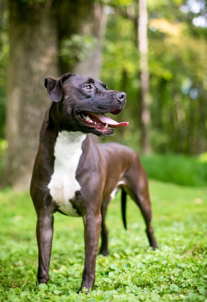 istock A brown and white Retriever x Pit Bull Terrier mixed breed dog o 1280676315
