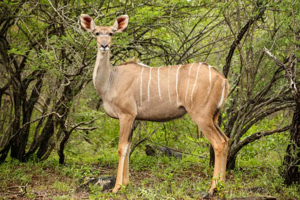 Photo of African Kudu antelope buck in a South African wildlife reserve