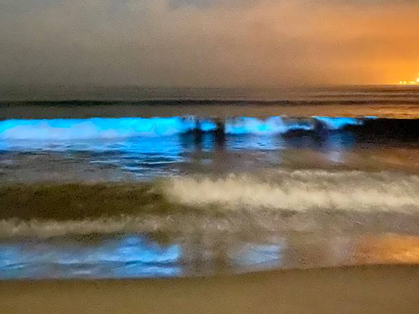 istock Bioluminescence at sea 1280679523