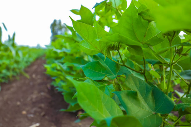 Flowering cotton gardens that have not yet been cotton