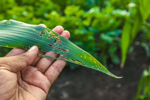 Agronomist examining damaged corn leaf , Corn leaves attacked by worms in maize field. stock photo