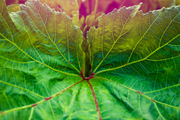 Orka, ladyfinger plant growing in field