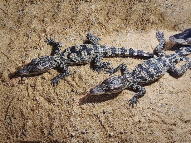 istock High Angle View of Young Small Crocodiles on the Sand 1280681326