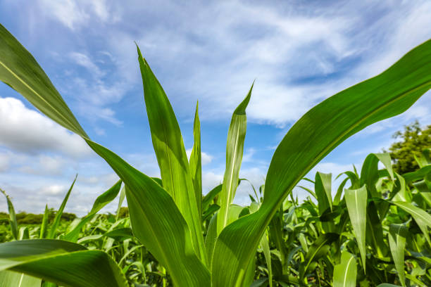 istock green corn field with blue sky in the background. 1280682046
