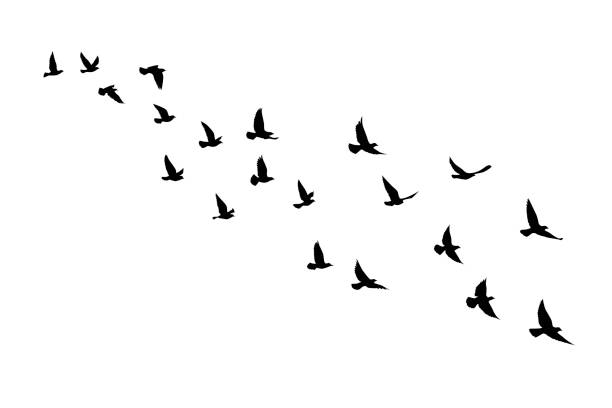 孤立した背景に飛ぶ鳥のシルエット。ベクターの図。孤立した鳥の飛行。入れ墨と壁紙の背景デザイン。 - 鳥点のイラスト素材／クリップアート素材／マンガ素材／アイコン素材